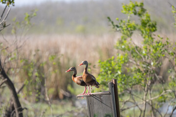 Brown duck on post 