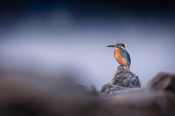 Kingfisher sitting on a stone in a river. Hunting kingfisher. Colorful bird in misty weather.