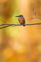 Kingfisher sitting on a branch in autumn colors. Kingfisher in evening sunlight. Portrait of attractive colorful bird with turquoise and orange feather in its natural environment