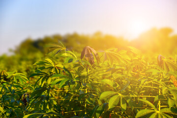 Cassava plant tree in the garden on green nature background.