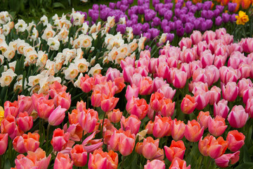 Beautiful tulips, background of blurry tulips in a tulip flowers garden. Nature, keukenhof, niederland