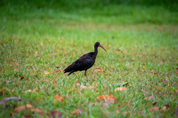 llanos orientales de Colombia 