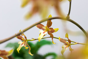 tres orquideas
