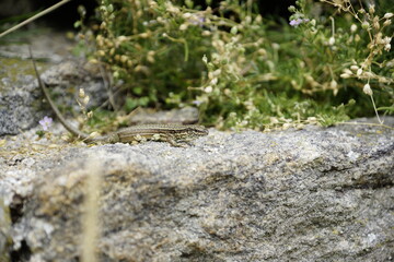 Eidechse auf einer Mauer