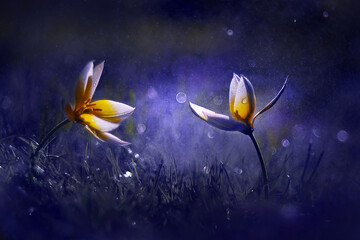 Fototapeta Kwiaty Tulipany  obraz