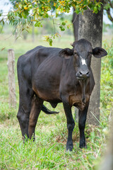 llanos orientales de Colombia 