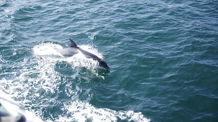 Fototapeta premium Delphine springt neben dem Boot her, St. Malo.