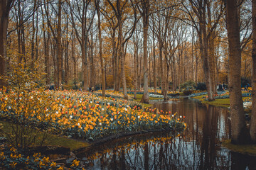 Beautiful tulips, background of blurry tulips in a tulip flowers garden. Nature, keukenhof, niederland