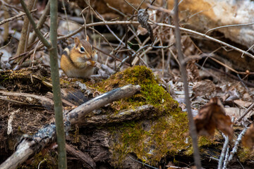 A cute chipmunk pauses on a mossy log to have a snack in the forest on Cooper's Falls Trail in the...