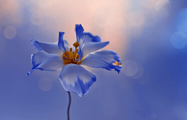 Niebieski kwiat eustoma © Iwona