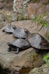 Fototapeta premium llanos orientales de Colombia 