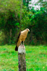 llanos orientales de Colombia 