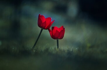 Czerwone tulipany, wiosenne kwiaty