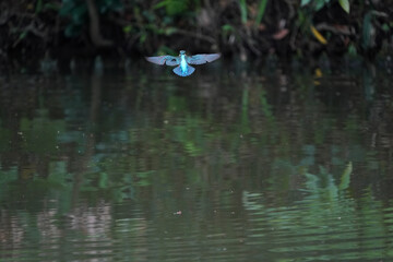 common kingfisher in flight