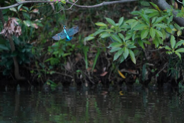 Obraz na płótnie Canvas common kingfisher in flight