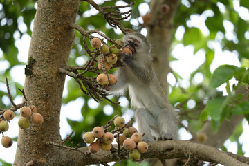 Vervet in the Hluhluwe Imfolozi Game Reserve. Group of monkeys eating fruits on the tree. Vervet monkey in the African nature. - Powered by Adobe