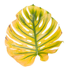 Big Monstera leaf close up, Swiss cheese plant tropical. Hello, Summer seasonal background.
