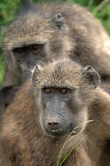 Baboon in the Hluhluwe Imfolozi Game Reserve. African safari.  Hungry monkey. 
