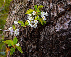 Beautiful Flower and Tree Trunk