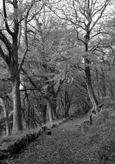 monochrome image of a footpath next to moss covered stones in autumn woodland with leaves against dark trees in the colden valley near hebden bridge