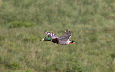 Mallard in flight 2