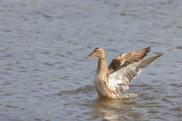 Female Mallard rising and rolling 1