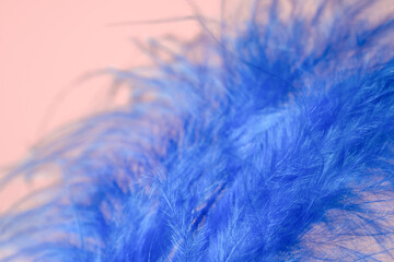 Closeup of beautiful blue ostrich feather on pink background. Decorative bird feather close up macro.