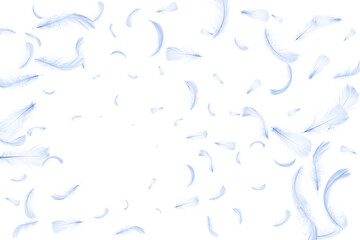Feather isolated. Abstract bird feather texture closeup falling on white background in pattern...