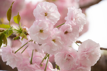 八重桜