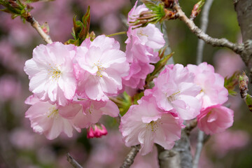 八重桜