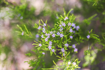 purple flowers in the garden