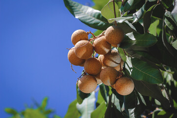 portrait of longan fruit cultivated in the tropical regions of southeast Asia.