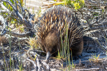 Short-beaked Echidna searching for ants