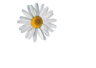 daisy flower isolated on white