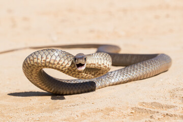 Eastern Brown Snake.Pseudonaja textilis.Australia
