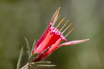 Mountain Devil or Honey Flower