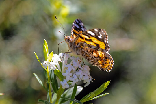Painted Lady Butterfly feeding on flowers