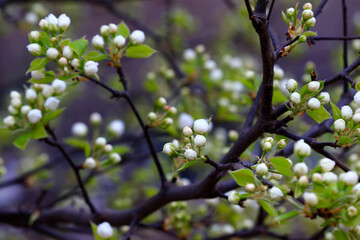 Blooming white flowers in the garden