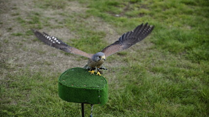 Falke mit aufgespannten Flügeln
