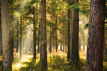 Magical Deep foggy Autumn Forest. Park. Beautiful Scene Misty Old Forest with Sun Rays,