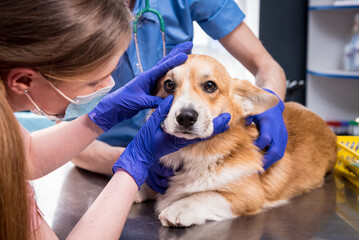 Veterinarian team examines the eyes of a sick Corgi dog
