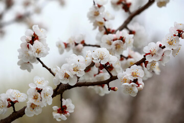 Blooming white flowers in the garden