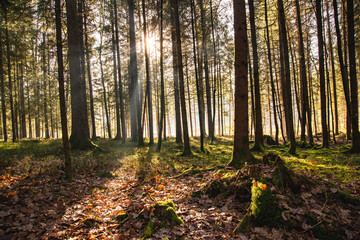 Fototapeta premium Magical Deep foggy Autumn Forest. Park. Beautiful Scene Misty Old Forest with Sun Rays,
