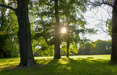 Forest with trees, green grass and the translucent sun with sun rays