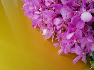 pink hydrangea flowers