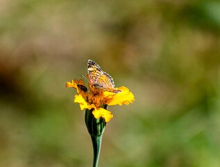 Bug and Butterfly 1