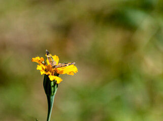 Bug and Butterfly 7