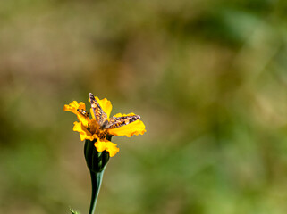 Bug and Butterfly 8