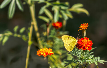 colias hyale 4
