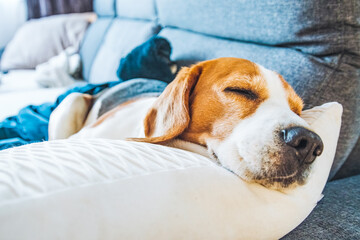 Obraz premium Funny Beagle dog tired sleeps on a cozy sofa, couch.
